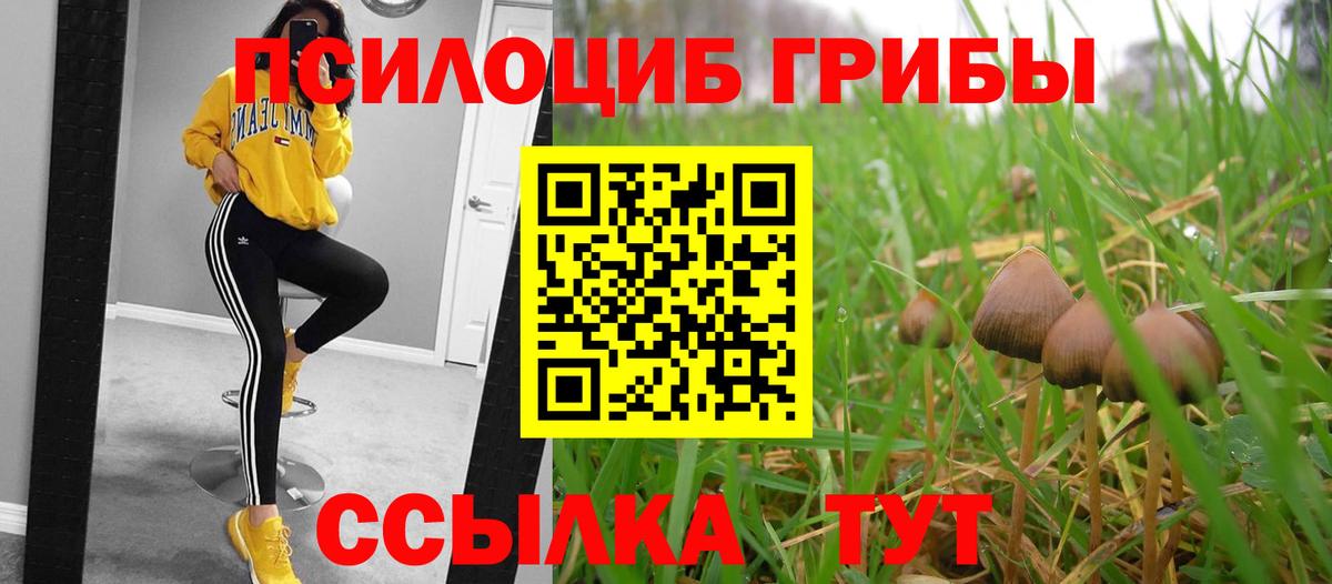 Псилоцибиновые грибы Psilocybe Берёзовский